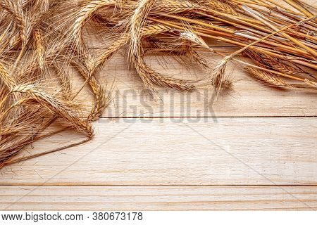 Barley Malt. Whole, Barley, Harvest Wheat Sprouts. Wheat Grain Ear Or Rye Spike Plant Isolated On Br