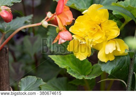 Yellow Bright Flowers Of Tuberous Begonias , Begonia Tuberhybrida, Blooming In Garden.blooming Begon