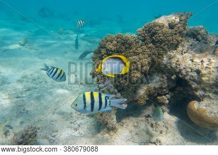 School Of Sergeant Major Fish (pintano) And Black-backed Butterflyfish (chaetodon Melannotus) In Red