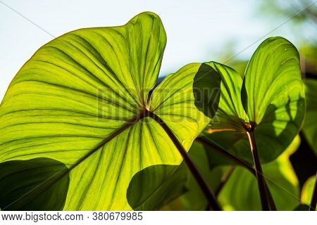 Close Up Green Homalomena Rubescen Leaves. Sunshine Through Green Leaves, Nature Spring.