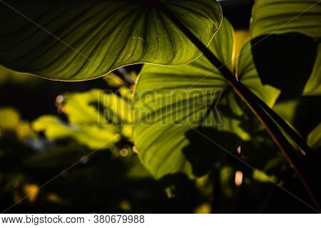 Close Up Green Homalomena Rubescen Leaves. Sunshine Through Green Leaves, Nature Spring.