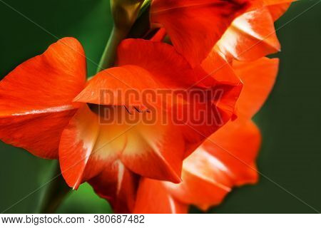 Gladiolus , Sword Lily, Orange Gladiolus Beautiful Flower Blooming In The Garden, Close Up Of Gladio