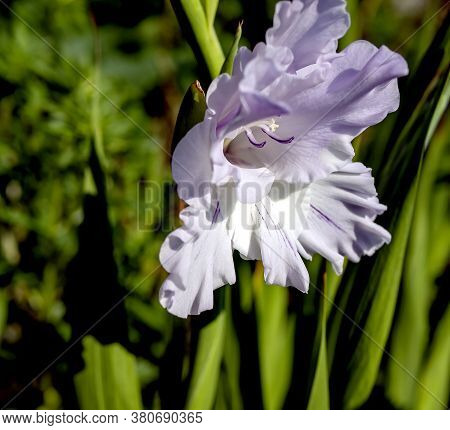 Delicate Fresh Light Lilac Gladiolus In The Garden