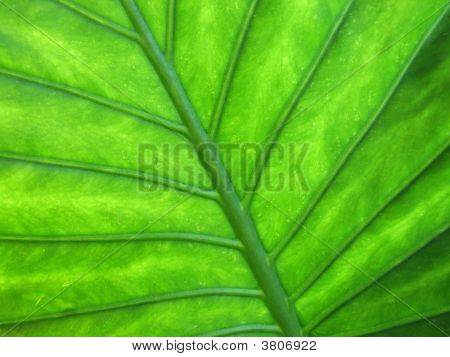 Leaf Texture
