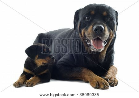 ロットワイラー