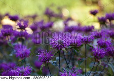 A Field Of Blooming Mauve Monard On A Summer Day.