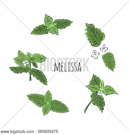 Big Colorful Melissa Hand Drawn Set. Green Seasoning. Medicinal Herbs And . Harvest Green Raw Lemon 