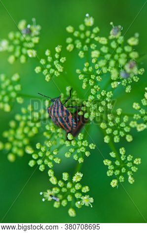 Red Striped Bedbug On The Inflorescence Of Parsley. A Bug On A Plant.