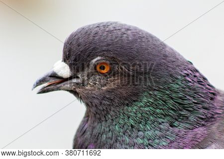 Bird Pigeon With Multicolored Feathers Close Up Of A Pigeon