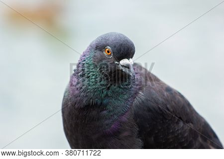 Bird Pigeon With Multicolored Feathers Close Up Of A Pigeon