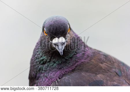 Bird Pigeon With Multicolored Feathers Close Up Of A Pigeon