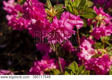 Macro Detail Pink Azalea Japonica With Dew Drops On A Garden