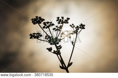 Macro Shot Of Wild Parsnip On The Sunset. Pastinaca Sylvestris