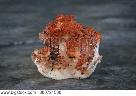 Forest Edible Mushroom Ramaria Flava On The Background Of An Old Wooden Table Close-up.