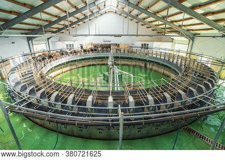 Cows On Round Rotary Image & Photo (Free Trial) | Bigstock