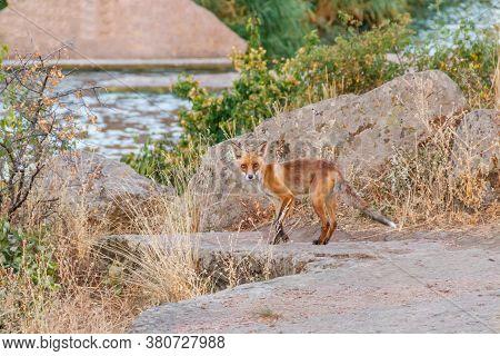 Red Fox (vulpes Vulpes) On A Rocky Rivershore. Fox In Wildlife