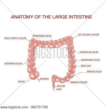 Anatomy Of The Large Intestine. Medical Illustration Concept