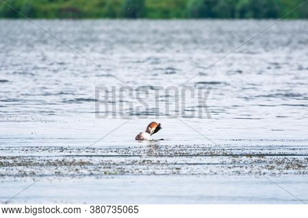 The Waterfowl Bird Great Crested Grebe Swimming In The Calm Lake. The Great Crested Grebe, Podiceps 