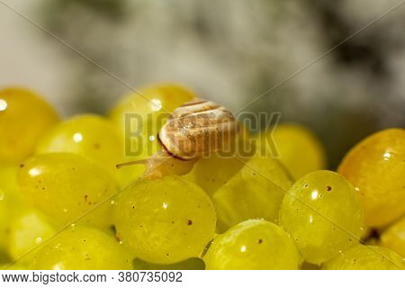Close-up Of A Small Snail Crawling Over Grapes Quiche Mish