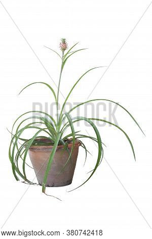Fresh Curagua Or Ananas Lucidus Pineapple Tree In Pot To Decorate The Garden Isolated On White Backg