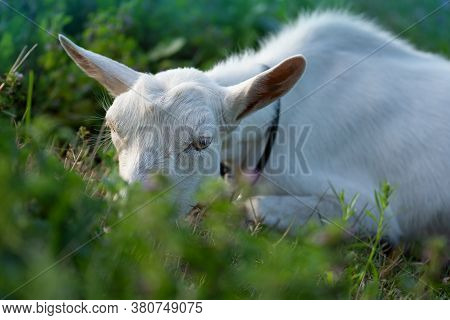 Domestic Goats Graze On Pasture On Sunny Day. Goats Crawling On A Meadow