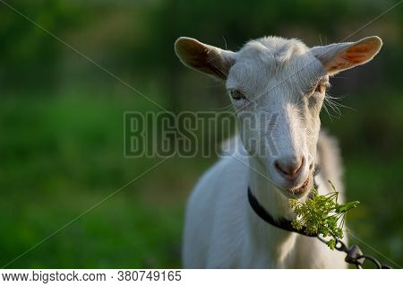 Livestock In The Village. Cheerful Young Goat Posing On Sunset Lights.