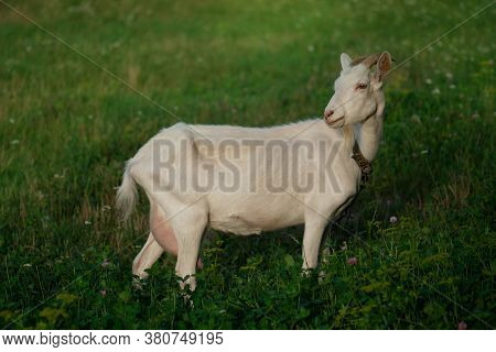 Beautiful Young Goat At Sunset. Lifestyle Goats Photo