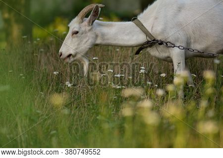 Domestic Goats Graze On Pasture On Sunny Day. Goats Crawling On A Meadow