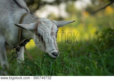 Goats Are Grazed On Pasture. Goats Grazing At Sunset. Domestic Goats Grazing In A Pasture
