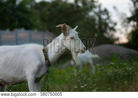 Adult Village Goat On Farm. Back Garden Pets