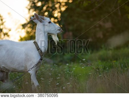 Friendly Goat In The Meadow.