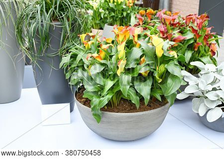Beautiful Mix Colors Calla Lily Or Arum Lily Flowers Growing In Gray Ceramic Pot On Table With Backg