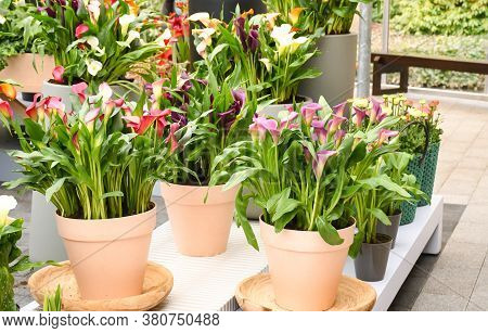 Beautiful Mix Colors Calla Lily Or Arum Lily Flowers Growing In Gray Ceramic Pot On Table With Backg