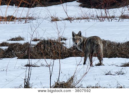 Coyote mirar por encima del hombro