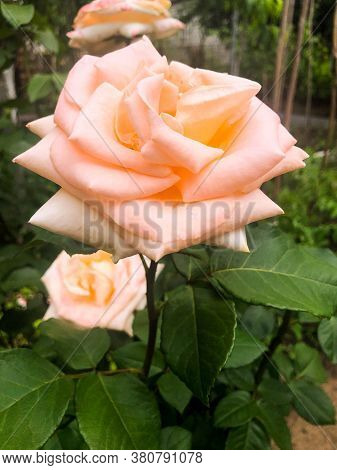 Hybrid Tea Rose Peach Avalange In The Garden.