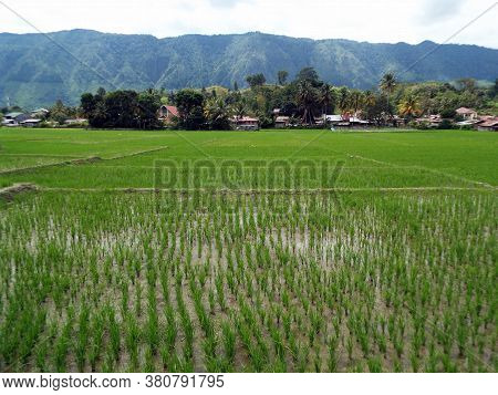 Pulau Samosir, Lake Toba, Sumatra, Indonesia, January 14, 2018: Rice Field Next To A Small Village I