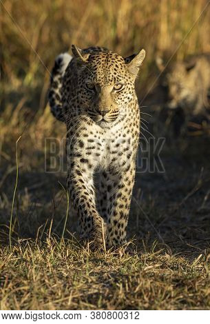 Beautiful Adult Leopard Walking Towards Camera During Sunset In Moremi Okavango Delta Botswana