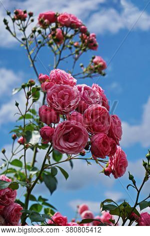 Garden Roses. Rosa Simplicity Or Floribunda. Was Developed By Crossing Hybrid Teas With Polyantha Ro