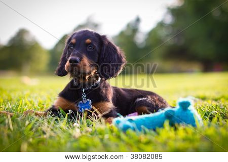 Cucciolo con squittio blu giocattolo
