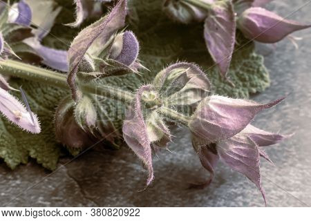 Sage - A Medicinal Plant With Antiseptic Action