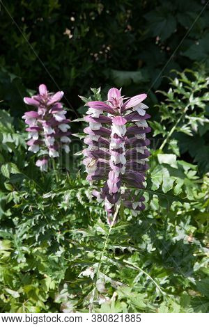 The Plant Bear's Breech A Species Of Acanthus Growing In The Uk