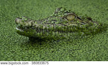 Close Up Of A Crocodile In The Water, Eye Of A Crocodile In The Water