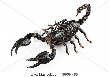 schwarzen Skorpion Arten Heterometrus cyaneus
