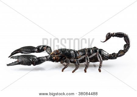 검은 전갈 종 Heterometrus Cyaneus