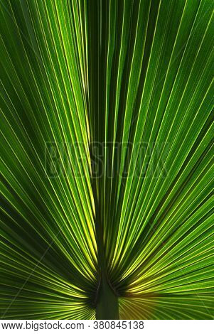 Mauritius Island Palm Trees In A Resorts Garden With Green Gras And A Hammock