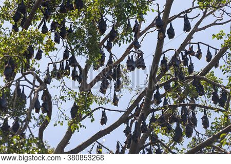 Black And Brown Flying Foxes Or Mega-bats Hanging On Trees