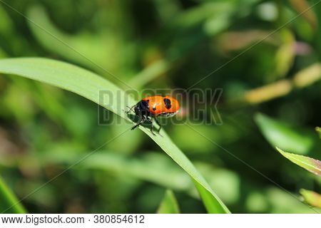The Picture Shows A Little Beetle In The Garden