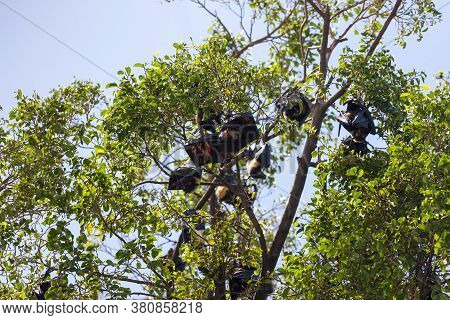 Black And Brown Flying Foxes Or Mega-bats Hanging On Trees