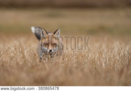 Fox Looking From Yellow Grass. Hunter Looking For His Prey. Vulpes Vulpes.