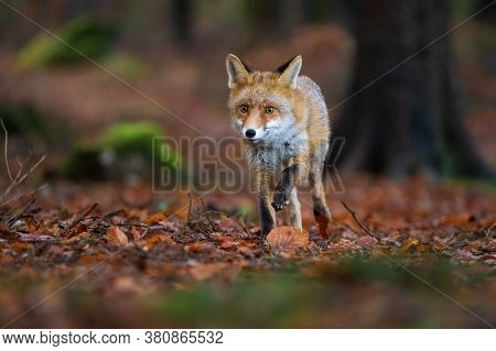 Red Fox In The Forest Running Directly To The Camera. Autumn Forest With Wild Beast